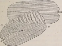 An illustration from The microscope and its revelations (1891)
