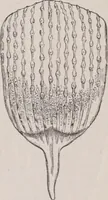 An illustration from The microscope and its revelations (1891)