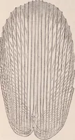 An illustration from The microscope and its revelations (1891)