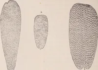 An illustration from The microscope and its revelations (1891)
