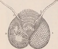 An illustration from The microscope and its revelations (1891)