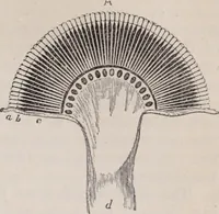An illustration from The microscope and its revelations (1891)