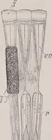 An illustration from The microscope and its revelations (1891)