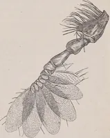 An illustration from The microscope and its revelations (1891)