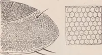 An illustration from The microscope and its revelations (1891)