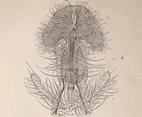 An illustration from The microscope and its revelations (1891)