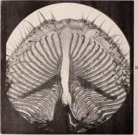 An illustration from The microscope and its revelations (1891)