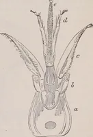 An illustration from The microscope and its revelations (1891)