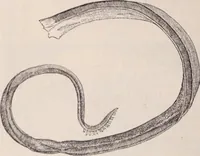 An illustration from The microscope and its revelations (1891)