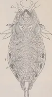 An illustration from The microscope and its revelations (1891)