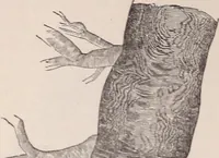 An illustration from The microscope and its revelations (1891)