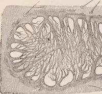 An illustration from The microscope and its revelations (1891)