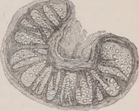 An illustration from The microscope and its revelations (1891)