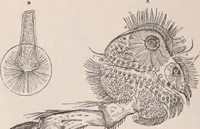 An illustration from The microscope and its revelations (1891)
