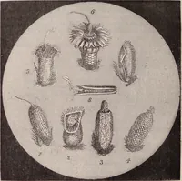 An illustration from The microscope and its revelations (1891)