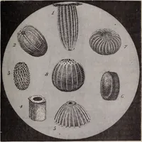 An illustration from The microscope and its revelations (1891)