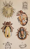 An illustration from The microscope and its revelations (1891)