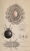 An illustration from The microscope and its revelations (1891)