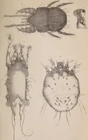 An illustration from The microscope and its revelations (1891)