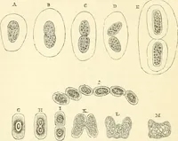 An illustration from The microscope and its revelations (1856)