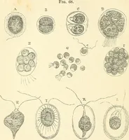 An illustration from The microscope and its revelations (1856)