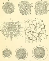 An illustration from The microscope and its revelations (1856)