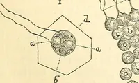 An illustration from The microscope and its revelations (1856)