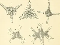 An illustration from The microscope and its revelations (1856)