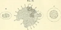 An illustration from The microscope and its revelations (1856)