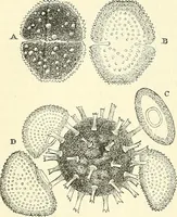 An illustration from The microscope and its revelations (1856)
