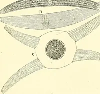 An illustration from The microscope and its revelations (1856)