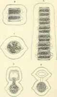 An illustration from The microscope and its revelations (1856)