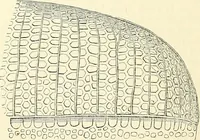 An illustration from The microscope and its revelations (1856)
