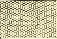 An illustration from The microscope and its revelations (1856)