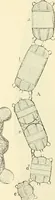 An illustration from The microscope and its revelations (1856)