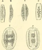 An illustration from The microscope and its revelations (1856)