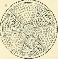 An illustration from The microscope and its revelations (1856)