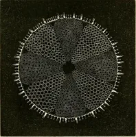 An illustration from The microscope and its revelations (1856)
