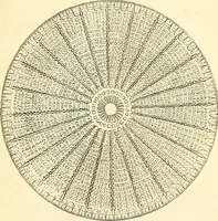 An illustration from The microscope and its revelations (1856)