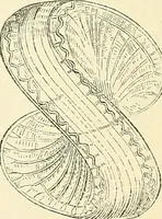 An illustration from The microscope and its revelations (1856)