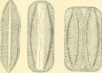 An illustration from The microscope and its revelations (1856)