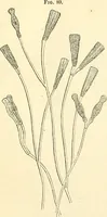 An illustration from The microscope and its revelations (1856)