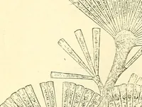 An illustration from The microscope and its revelations (1856)