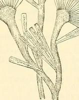 An illustration from The microscope and its revelations (1856)