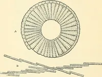 An illustration from The microscope and its revelations (1856)