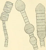 An illustration from The microscope and its revelations (1856)
