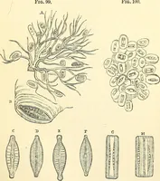 An illustration from The microscope and its revelations (1856)