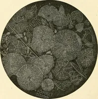 An illustration from The microscope and its revelations (1856)