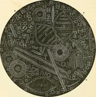 An illustration from The microscope and its revelations (1856)