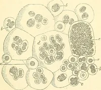 An illustration from The microscope and its revelations (1856)